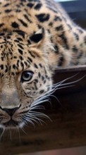 Новые обои на телефон скачать бесплатно: Леопарды,Животные.