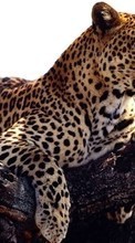 Леопарды, Животные для Lenovo A328