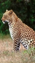 Леопарды, Животные для BlackBerry Z3
