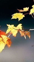 Новые обои на телефон скачать бесплатно: Листья,Объекты,Осень.