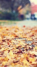 Новые обои на телефон скачать бесплатно: Листья,Осень,Пейзаж.