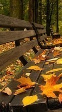 Листья,Осень,Пейзаж для Nokia Lumia 520