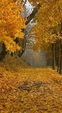 Новые обои на телефон скачать бесплатно: Листья,Осень,Пейзаж.