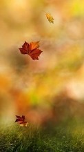 Новые обои на телефон скачать бесплатно: Листья, Осень, Пейзаж, Растения, Трава.