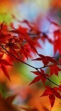 Новые обои 540x960 на телефон скачать бесплатно: Листья, Осень, Растения.