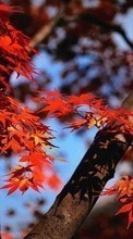 Новые обои 240x320 на телефон скачать бесплатно: Листья, Осень, Растения.
