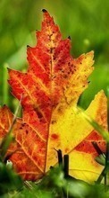 Новые обои на телефон скачать бесплатно: Листья,Осень,Растения.