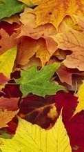 Новые обои на телефон скачать бесплатно: Листья, Осень, Растения.