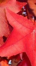 Новые обои 720x1280 на телефон скачать бесплатно: Листья, Осень, Растения.