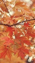 Новые обои на телефон скачать бесплатно: Листья,Осень,Рисунки.