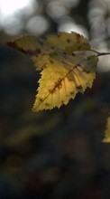 Листья,Пейзаж,Природа для Samsung Galaxy J5