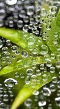 Листья, Пузыри, Растения, Вода для Lenovo P70