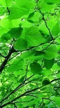 Новые обои на телефон скачать бесплатно: Листья, Растения.