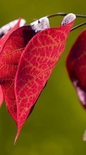 Листья,Растения для HTC ChaCha