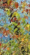 Новые обои на телефон скачать бесплатно: Листья, Растения.