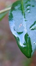 Листья, Растения для Samsung Galaxy Beam