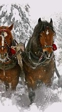 Новые обои на телефон скачать бесплатно: Лошади, Снег, Животные, Зима.
