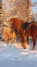 Новые обои на телефон скачать бесплатно: Лошади,Снег,Животные,Зима.