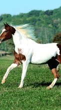 Лошади, Животные для LG K10 K420N