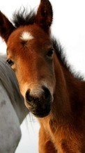 Лошади, Животные для Samsung Galaxy Pocket Plus