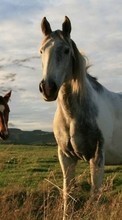 Новые обои на телефон скачать бесплатно: Лошади, Животные.