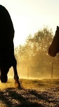 Лошади, Животные для OnePlus 8 Pro