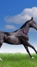 Лошади,Животные для Huawei Honor 7 Premium