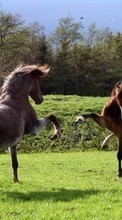 Новые обои на телефон скачать бесплатно: Лошади,Животные.