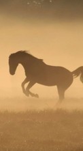 Лошади,Животные для HTC Wildfire