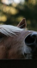 Лошади,Животные для Apple iPhone 5S