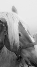 Лошади,Животные для Samsung Corby S3650