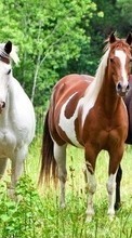 Лошади,Животные