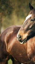 Лошади,Животные для Sony Xperia Z4 Tablet