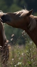 Лошади,Животные для Samsung Wave 3 S8600