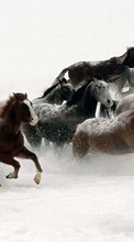 Новые обои на телефон скачать бесплатно: Лошади, Животные, Зима.
