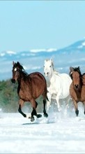 Новые обои 800x480 на телефон скачать бесплатно: Лошади, Животные, Зима.