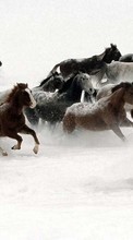 Новые обои 1080x1920 на телефон скачать бесплатно: Лошади, Животные, Зима.
