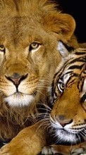 Новые обои на телефон скачать бесплатно: Львы, Тигры, Животные.