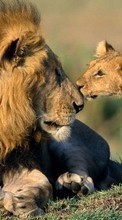 Львы,Животные для Samsung Galaxy Core 2