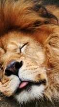 Новые обои на телефон скачать бесплатно: Львы,Животные.