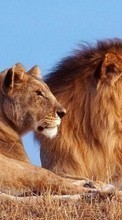 Новые обои на телефон скачать бесплатно: Львы, Животные.