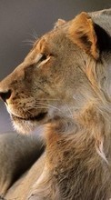 Львы, Животные для Huawei Ascend G300