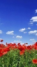 Маки, Небо, Пейзаж, Растения, Тюльпаны для Samsung Galaxy J3