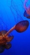 Медузы, Море, Животные