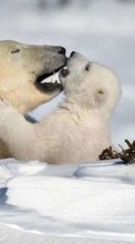 Медведи,Снег,Животные,Зима для Nokia C3