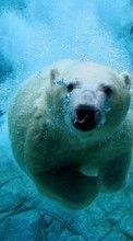 Вода, Животные, Медведи для Samsung Galaxy Core Prime