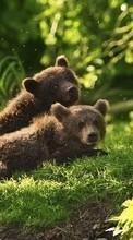 Новые обои на телефон скачать бесплатно: Медведи,Животные.