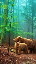 Медведи,Животные для Samsung Ch@t 335