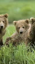 Новые обои 320x480 на телефон скачать бесплатно: Медведи, Животные.