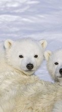 Медведи, Животные, Зима для Sony Ericsson Cedar